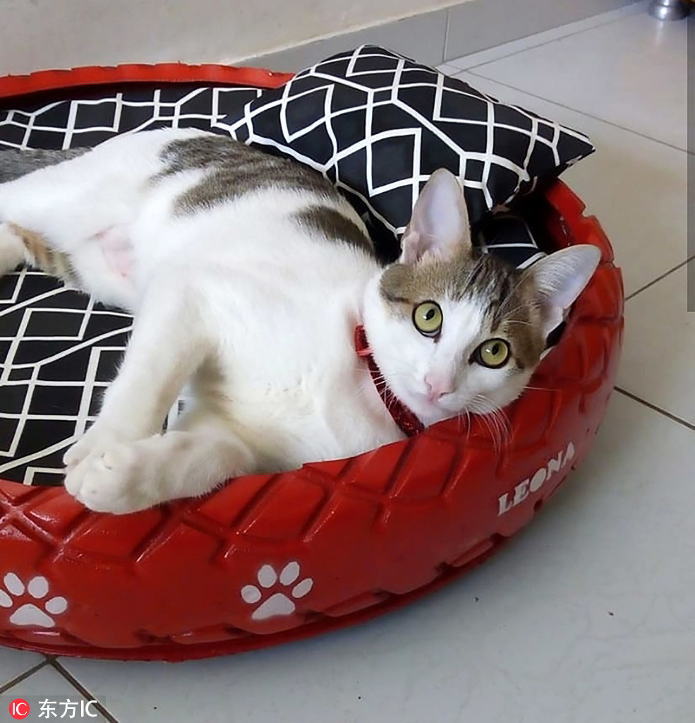 Streets cleaned up as useless tires are made into animal beds