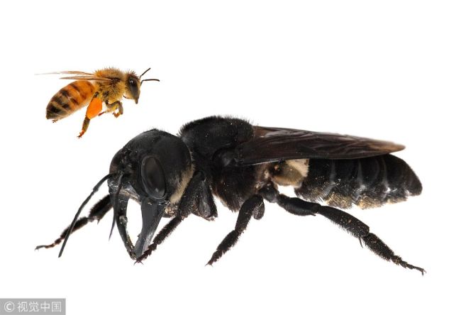 This undated handout photomontage provided by Global Wildlife Conservation on February 21, 2019 shows a living Wallace’s giant bee (Megachile pluto) (R), which is approximately four times larger than a European honeybee, after it was rediscovered in the Indonesian islands of the North Moluccas. [Photo: VCG]