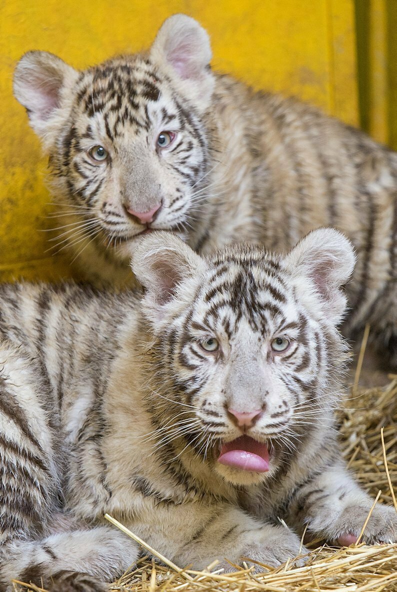 Cute Siberian Tiger Cubs from Hungary 