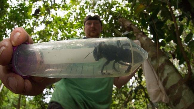 世界最大蜜蜂重现印度尼西亚 World's largest bee, feared extinct, found alive in Indonesia