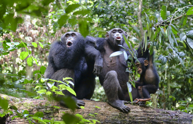 In this undated photo provided by Liran Samuni, chimpanzees in the Taï National Park in the Ivory Coast vocalize with another group nearby. [Photo: AP]