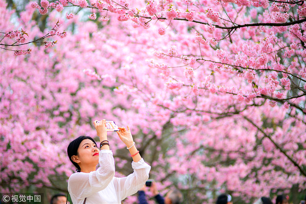 Beautiful scenes of blooming flowers across China - China Plus
