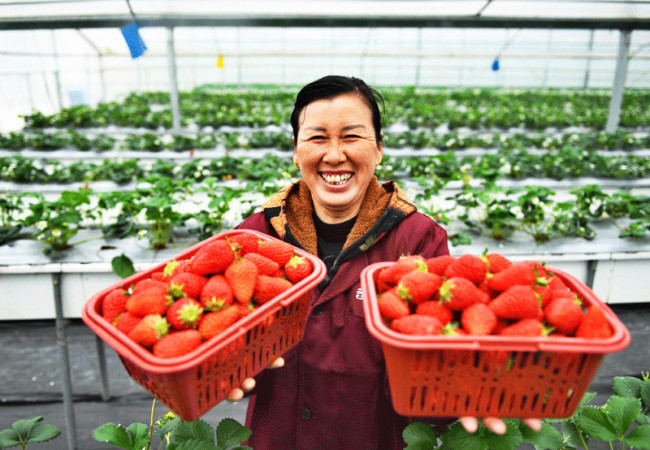 A farmer shows off newly-picked strawberries at a greenhouse in Baitu, Jiangsu Province, March 18, 2019.  [Photo: Xinhua]