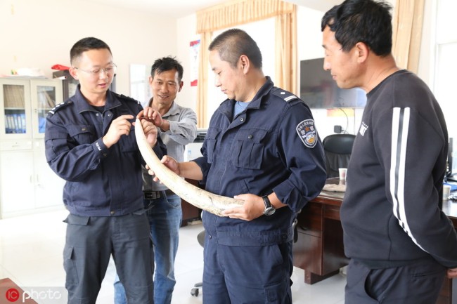 Local policemen inspecting the broken tusk from a wild elephant living in a village in the city of Pu'er in Yunnan Province on Tuesday, March 26, 2019. [Photo: IC]