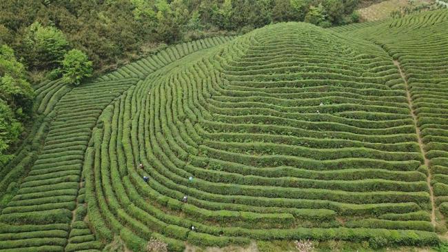 Farmers pick(摘 zhāi) new tea leaves in Huishui County, southwest China's Guizhou Province, March 30, 2019. [Photo: Xinhua]