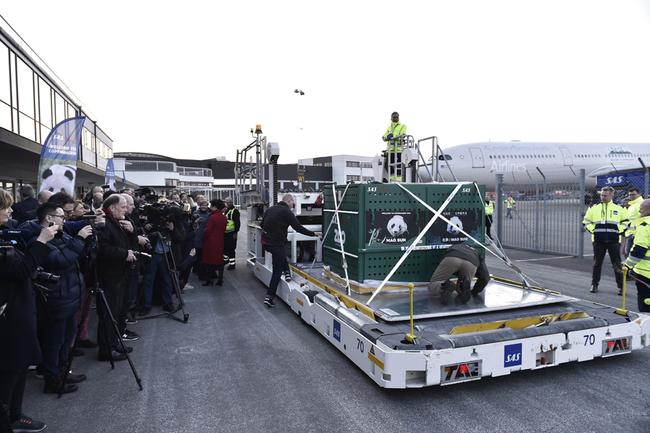 The enclosures carrying the Giant pandas Xing Er and Mao Sun are unloaded from the plane at Copenhagen Airport in Denmark on Thursday, April 4, 2019. [Photo: IC]