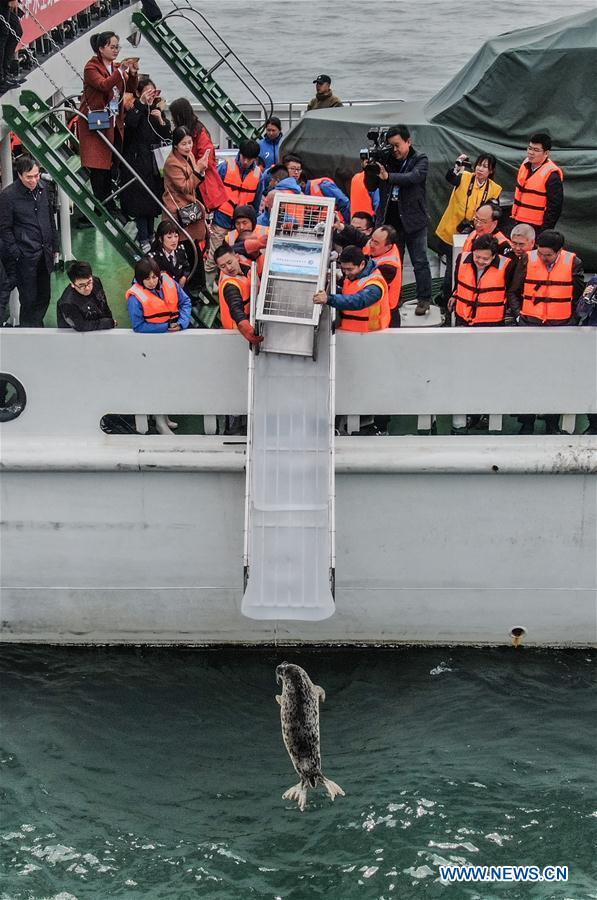 Photo taken on April 11, 2019 shows a spotted seal being released back into the wild in Dalian, northeast China's Liaoning Province. [Photo: Xinhua]