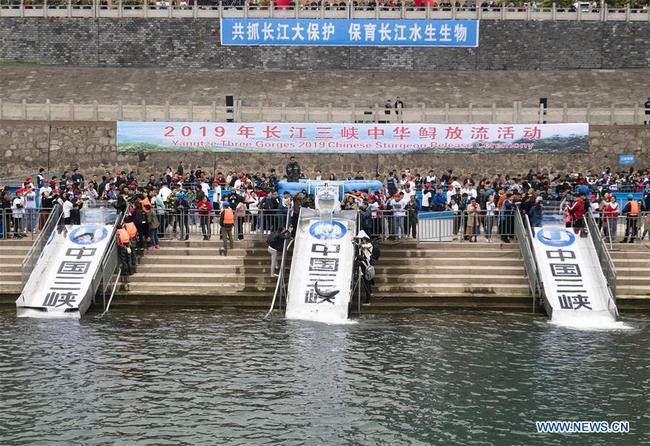 Photo taken on April 13, 2019 shows the release of the Chinese sturgeon at Yichang section of the Yangtze River in central China's Hubei Province. [Photo: Xinhua/Xiao Yijiu]