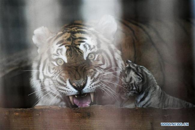 A tiger and her baby are seen at the Hengdaohezi Siberian tiger park in Hailin City, northeast China's Heilongjiang Province, April 18, 2019. [Photo: Xinhua/Wang Jianwei]