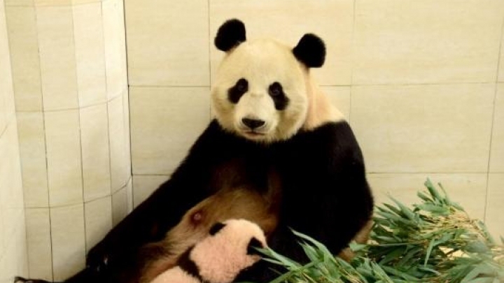 2 pandas to leave for Russia for 15-year research project - China Plus