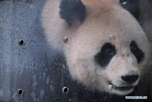 Ru Yi, the male panda born in 2016, is seen in a transport cage at the Bifengxia base of the China Conservation and Research Center for the Giant Panda in Ya'an, southwest China's Sichuan Province, April 29, 2019. Chinese researchers held a send-off ceremony for a pair of giant pandas who are to depart for Moscow on Monday for a 15-year collaborative research. Ru Yi, the male panda born in 2016, and Ding Ding, the female panda born in 2017, are scheduled to board a flight at 1:45 p.m. in Chengdu and arrive in Moscow at 10:00 p.m. Beijing Time the same day, the panda research base in southwest China's Sichuan Province said. [Photo: Xinhua]