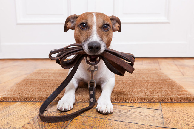 A dog with his belt [Photo: IC]