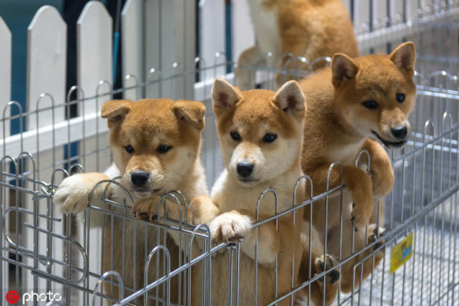 Akita and Shiba Inu puppies are pictured during Shanghai International Pet Expo 2018 (SIPE 2018) at the Shanghai World Expo Exhibition & Convention Center in Shanghai, China, 8 April 2018. [File Photo: IC]