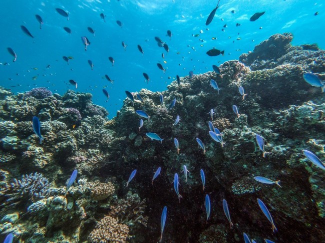 Fish swimming off the coast of Egypt's Red Sea resort of Hurghada on April 4, 2019. [Photo: AFP]