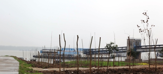 Saplings have been planted in a wharf area of Anqing along the Yangtze River. [Photo: Chinaplus]