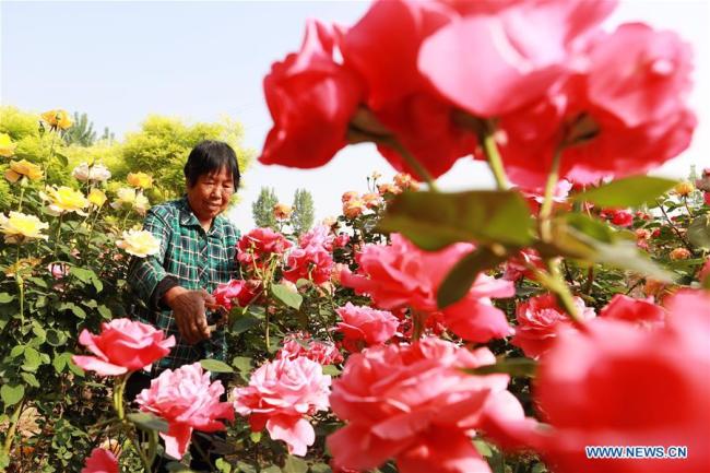A villager works at a flower base in Guanzhuang Town, Neiqiu County, north China's Hebei Province, May 15, 2019. [Photo: Xinhua/Mu Yu]