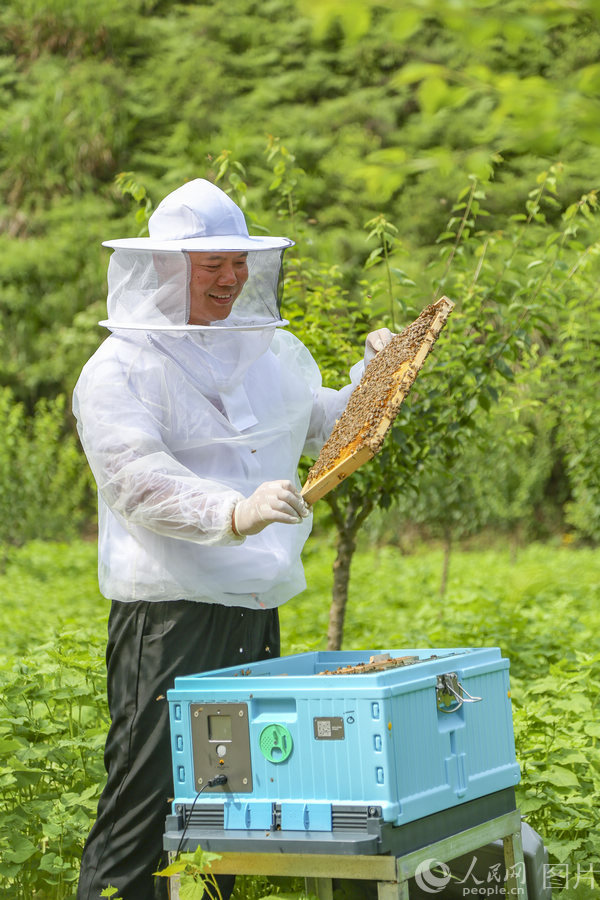 A beekeeper checks an artificial beehive in Chun'an County, Zhejiang Province. [Photo: people.cn]