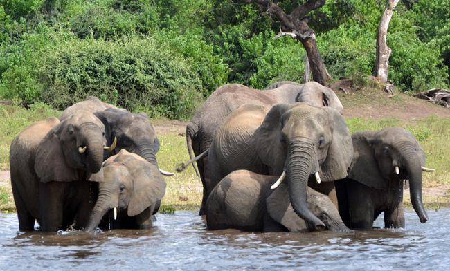 In this file photo elephants drink water in the Chobe National Park in Botswana. Botswana's government says it has lifted its ban on elephant hunting, a decision that is likely to bring protests from wildlife protection groups. [Photo: IC]