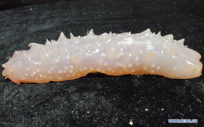 Photo taken on May 30, 2019 shows the sea cucumber collected by Discovery, a remote operated vehicle (ROV) aboard China's research vessel KEXUE (Science), in western Pacific Ocean in a recent dive. [Photo: Xinhua/Zhang Xudong]
