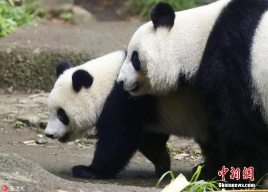 Giant panda cub Xiang Xiang walks with her mother, Shin Shin, at Ueno Zoo in Tokyo, Japan, on June 12, 2018. [File photo: Chinanews.com]