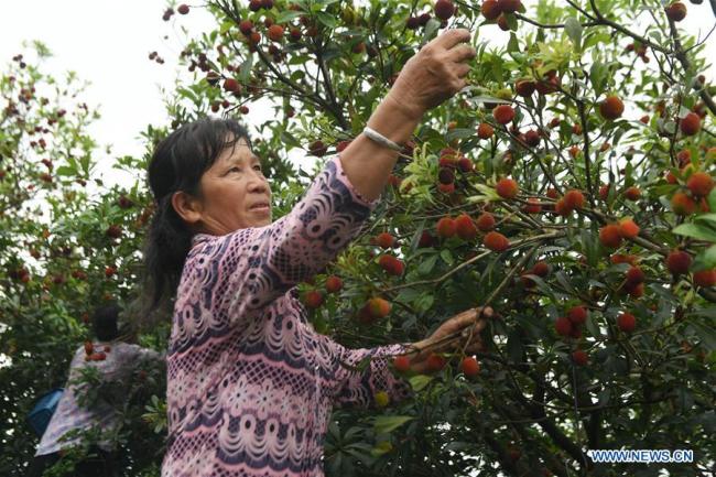 广西、贵州的杨梅熟了 Chinese bayberries enter harvest season in China's Guangxi, Guizhou