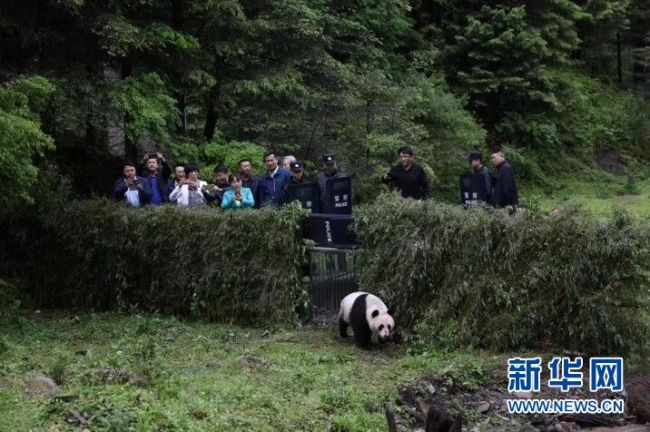 People take photos for the giant panda when it returns to the wild on June 15, 2019, in Jiuzhaigou County, southwest China's Sichuan Province. [Photo: Xinhua]