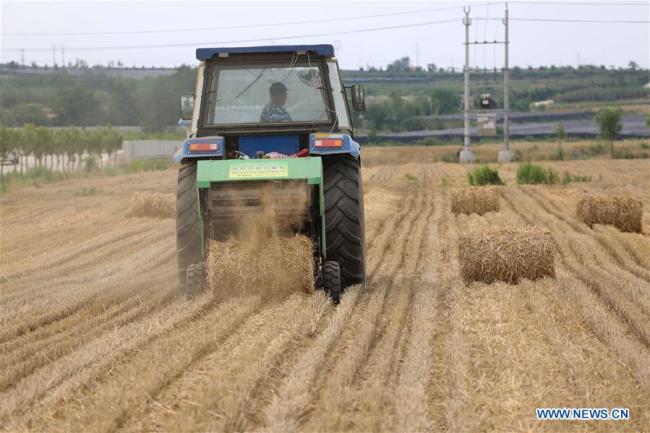 A farmer collects wheat straw with agricultural machinery in Xitan Village of Tengjia Township in Rongcheng City, east China's Shandong Province, June 17, 2019.[Photo: Xinhua]