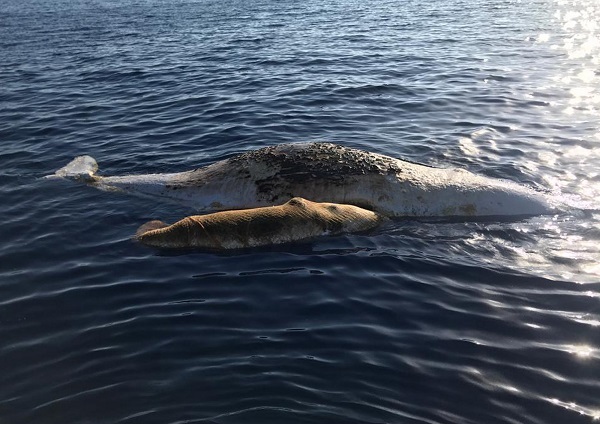 A sperm whale and its baby, tangled in a fishing net, lie dead in the Tyrrhenian sea off Italy, Thursday, June 20, 2019. [Photo: AP]