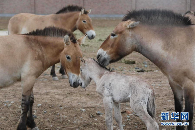 This photo taken on May 23, 2019 shows a baby Przewalski's horse born a day before with adult Przewalski's horses in Xinjiang. [Photo: Xinhua]