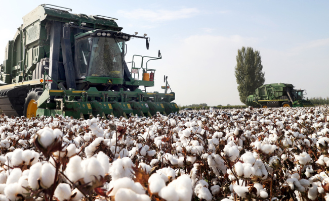 A cotton picker is mechanically picking cotton in Xinjiang on September 28, 2018. [Photo: IC]