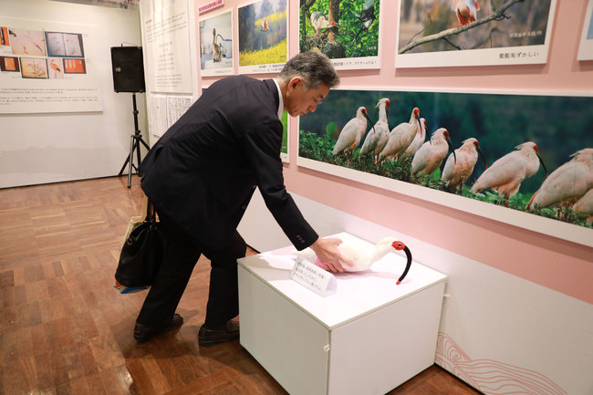 A visitor feels how much a crested ibis weighs at the exhibition in Osaka, Japan, on Wednesday, June 26, 2019. [Photo by Tu Yun/China Plus]