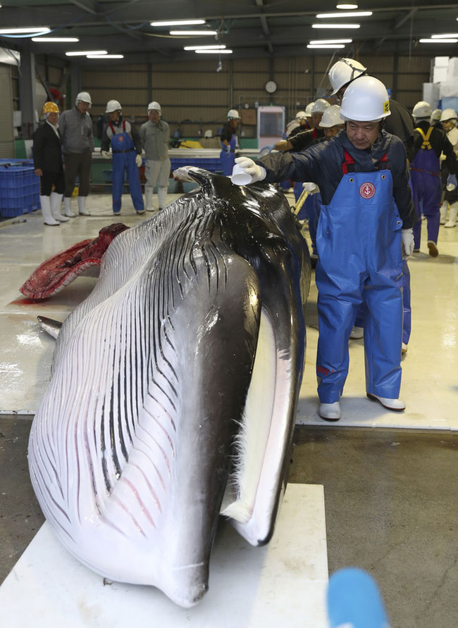 Workers in blue plastic overalls poured sake from paper cups onto the first whale to express thanks and celebrate the first catch.[Photo:IC]