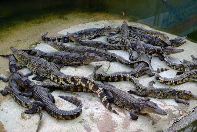 A crocodile pit [Photo: vcg.com]