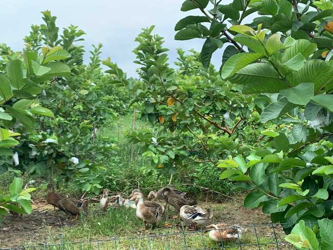 Ducks and geese under guava trees at the Haina Agriculture Base. [Photo: China Plus]