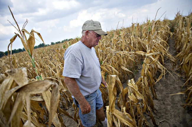 A farmer walks through a drought damaged corn field in Carmi, Illinois, U.S., on July 11, 2012. [File photo: VCG]