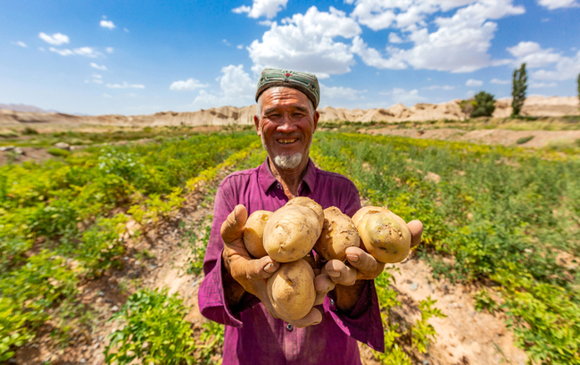 A farmer in Xinjiang Uygur Autonomous Region shows potatoes. [File Photo: IC]