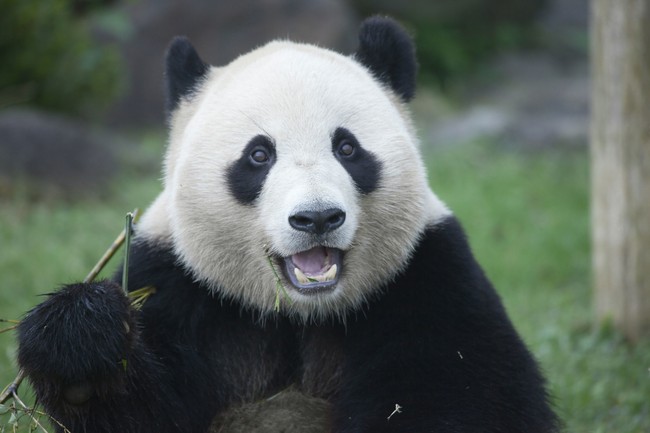 A giant panda. [File Photo: IC]