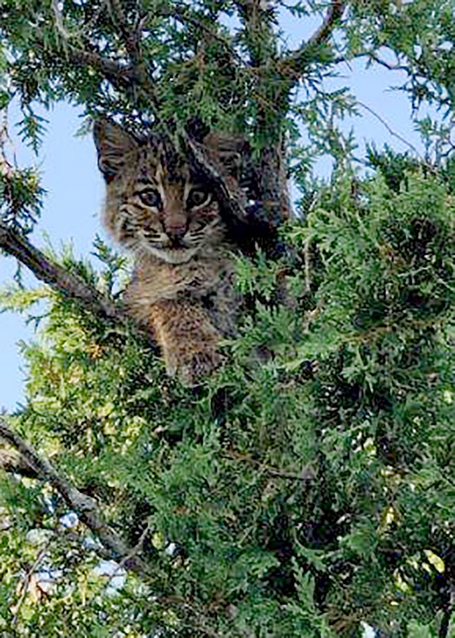 In this Saturday, July 29, 2019 photo provided by the Stratham Police Department, a bobcat sits in a tree, in Stratham,  New Hampshire. [Photo: AP/Matt Callahan/Stratham Police Department]