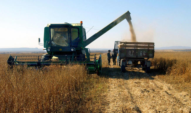 Soyabean harvesting in the Stepnoye agricultural estate in the Ussuri district of the Russian Far East [File Photo: ITAR-TASS/ Vladimir Sayapin via VCG]