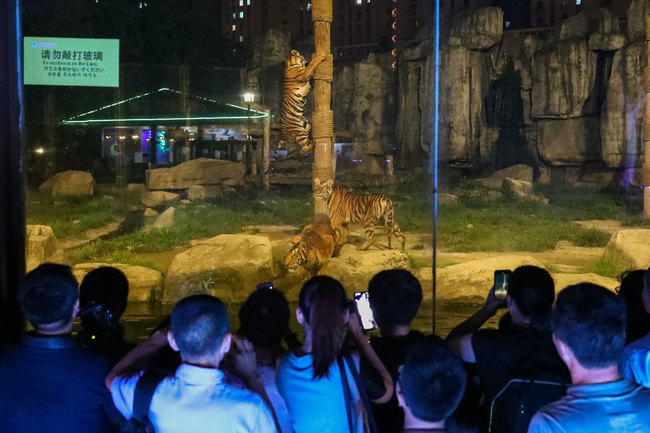 Visitors enjoy night view of animals and show at Shanghai Wild Animal Park, which takes the lead in opening overnight in Shanghai, China, 5 August 2019. [Photo: IC]<br>