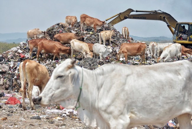 A herd(群 qún) of cattle(牛 niú) feed on trash(垃圾 lājī) at the Cikolotok landfill in Purwakarta, West Java, Indonesia, on August 9, 2019. [Photo: IC]
