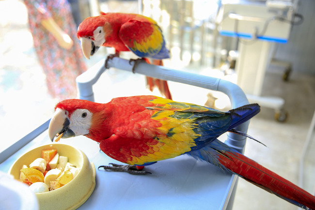 In this photo taken on Wednesday, August 14, 2019, rare parrots hatched from seized eggs are seen at the Shenzhen Safari Park in Guangdong Province. [Photo: VCG]