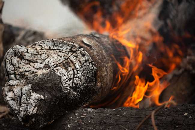 View of a tree trunk on fire in the forest of Porto Velho, Brazil, on 26 August 2019. [Photo: EPA/Joédson Alves via IC]