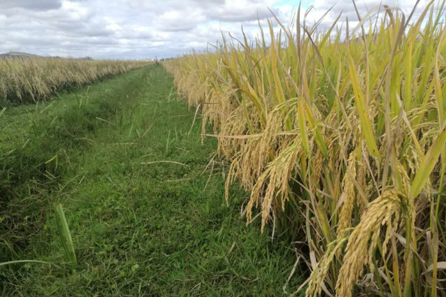 Hybrid rice grown in Madagascar.[Photo: courtesy of Yuan’s International Agricultural Development Co., Ltd.]