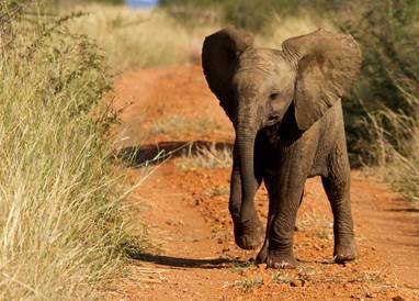 A baby elephant in Africa [Photo: World Animal Protection]