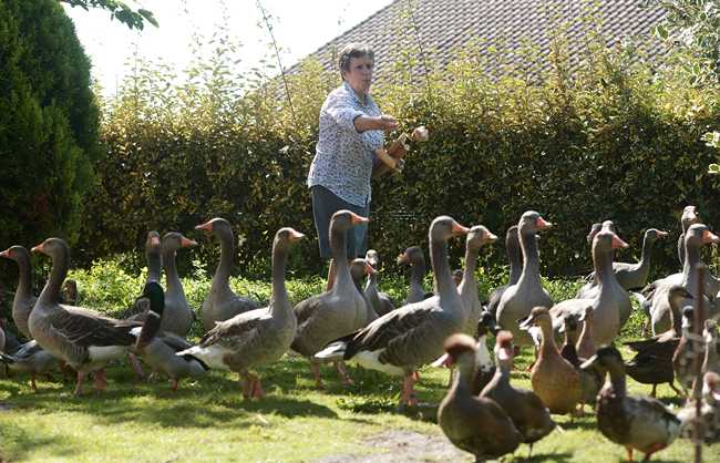 French duck-owner Dominique Douthe, accused by a neighbour of noise disturbance, takes care of her ducks and gooses, in Soustons, in the Landes region, southwestern France on September 2, 2019. The duck-owner is to appear at Dax courthouse.[Photo: Iroz Gaizka/AFP]