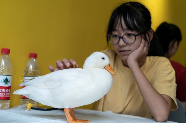 This photo taken on August 29, 2019 shows a woman touching(触摸 chùmō) a duck at Hey! Wego duck cafe in Chengdu in China's southwestern Sichuan province. [Photo: AFP/Pak YIU]