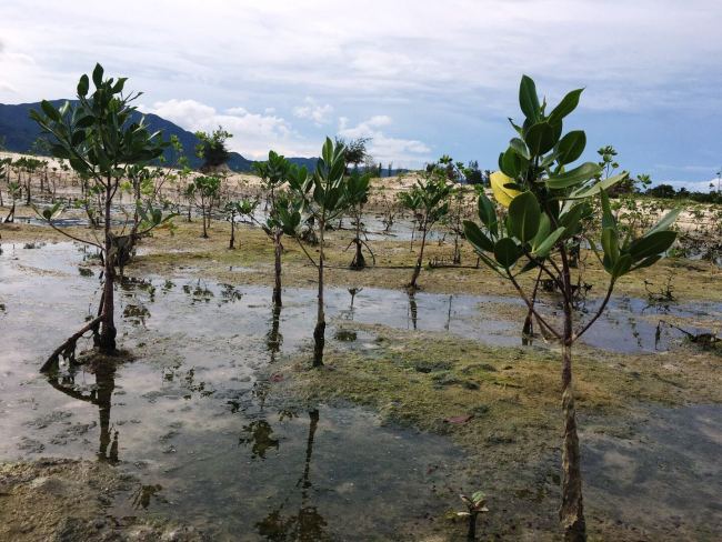 Mangrove saplings have been planted in the swamps of the Tielu Port. [Photo: Chinaplus/Yin Xiuqi]