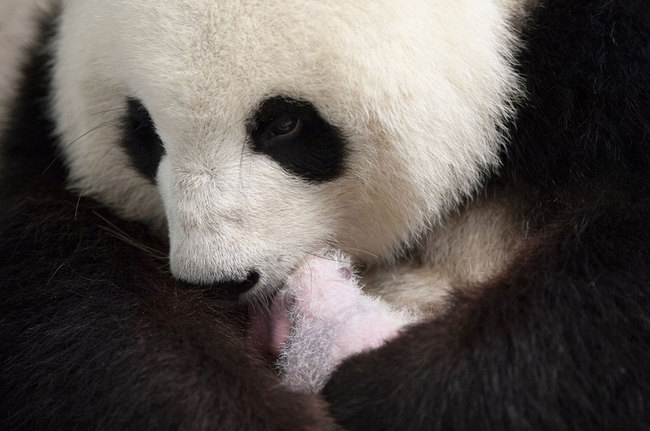 This recent handout picture released on September 13, 2019 by the Zoo Berlin shows giant panda mother Meng Meng with one of her two cubs at the Zoologischer Garten zoo in Berlin. [Photo: Zoo Berlin/AFP/Werner Kranwetvogel]