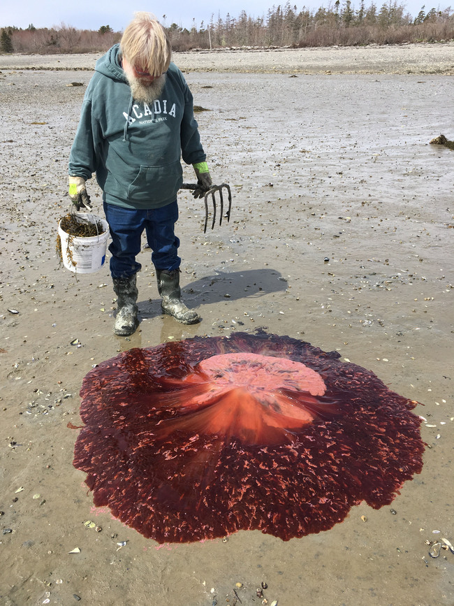 In this May 12, 2019, photo provided by Rebecca Rice-Barnes, Jimmy Barnes, of Mariaville, Maine, observes a large lion's mane jellyfish that washed ashore on Lamoine Beach, Maine. Scientists and beach-goers around the Gulf of Maine reported more of the large, stinging jellyfish this year. [File Photo: Rebecca Rice-Barnes via AP]